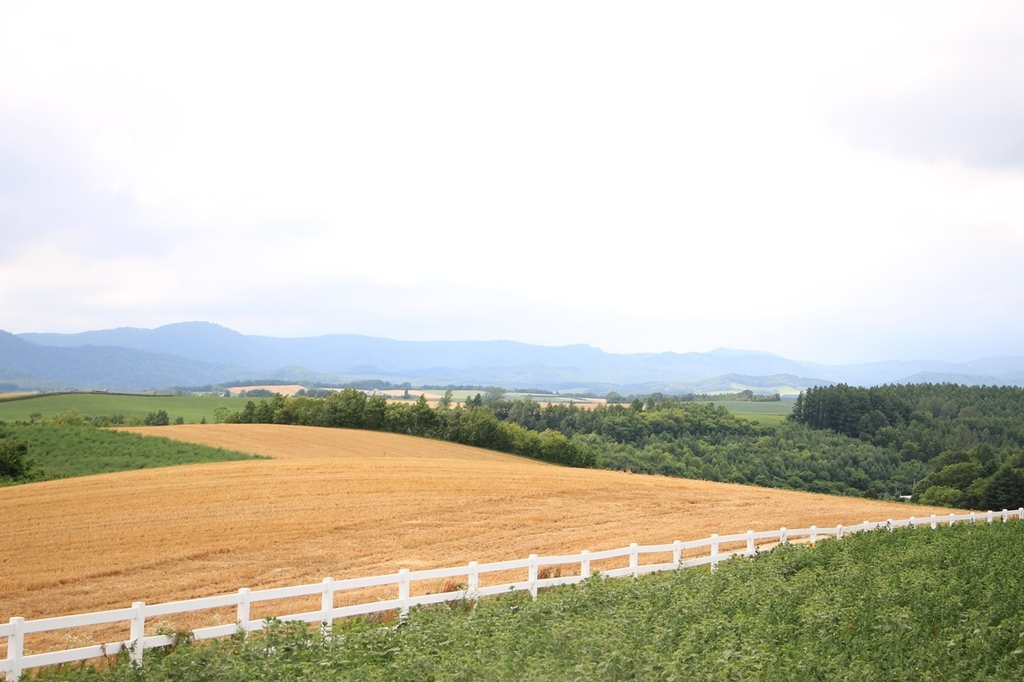 北海道親子夏日遊記(21)｜美瑛景點－全景之路、新榮之丘展望