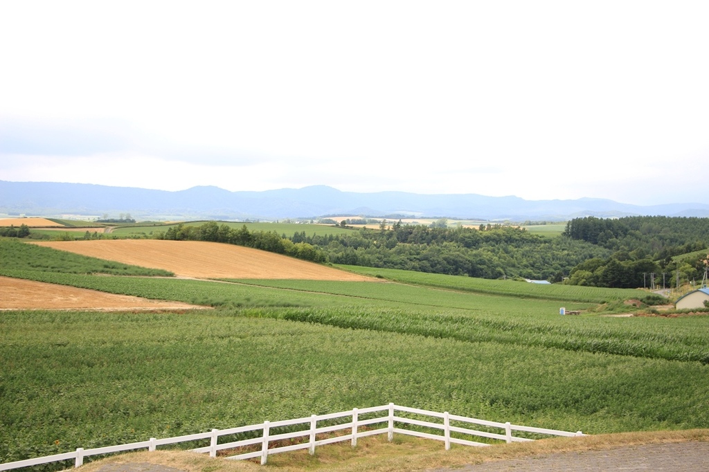 北海道親子夏日遊記(21)｜美瑛景點－全景之路、新榮之丘展望