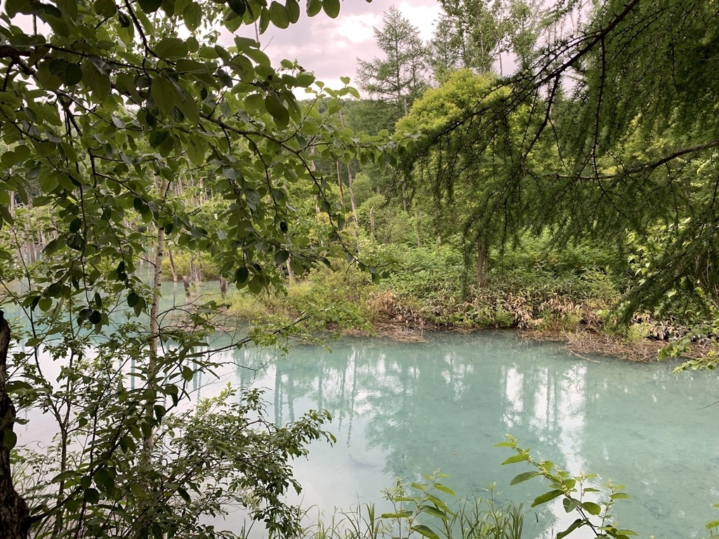 北海道親子夏日遊記(23)｜美瑛景點－白金 青池 / 白金青