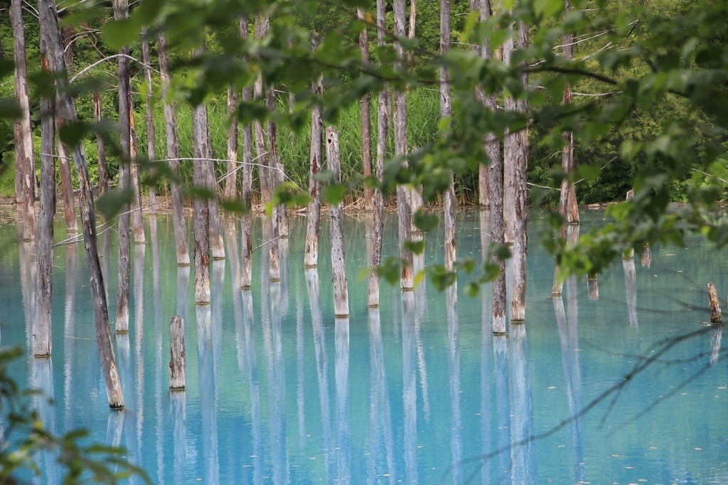 北海道親子夏日遊記(23)｜美瑛景點－白金 青池 / 白金青