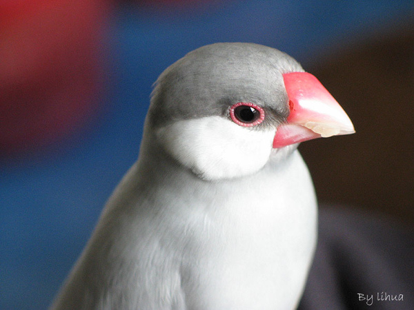 銀文鳥 銀文鳥