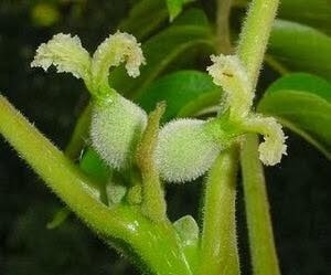 巴赫花精 胡桃花精walnut 在我心中的那個秘密花園 痞客邦