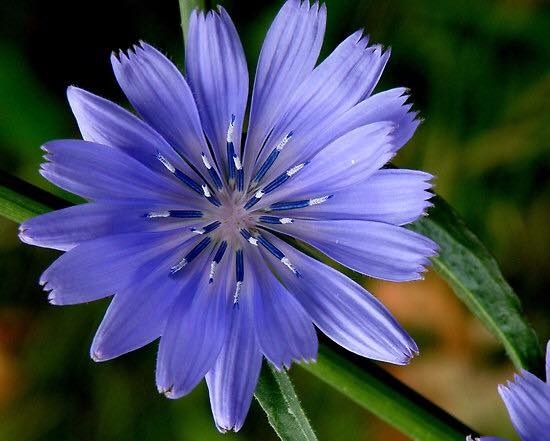 巴赫花精 菊苣花精chicory 在我心中的那個秘密花園 痞客邦 巴赫花精 菊苣花精chicory 在我心中的那個秘密花園 痞客邦