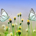 butterfly-S.jpg