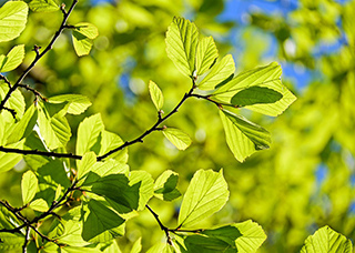 oak-3064187_960_720s.jpg
