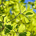 oak-3064187_960_720s.jpg