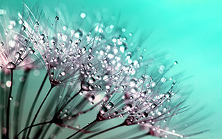 dandelion-445228_960_720s.jpg