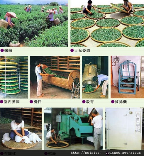 茶葉製造過程.jpg