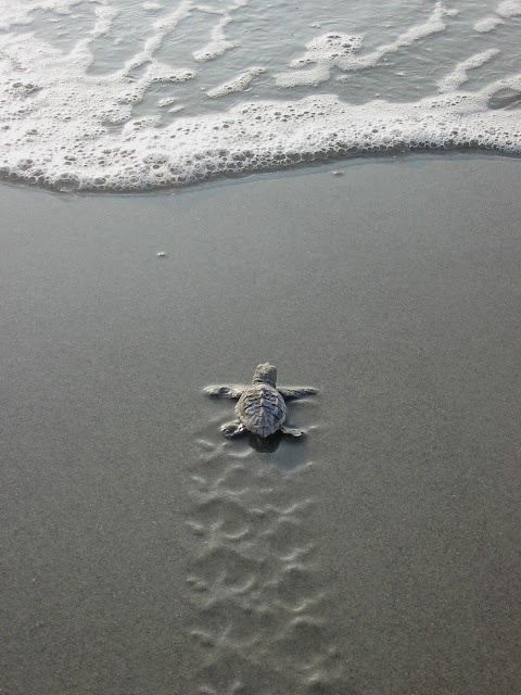 sea sea