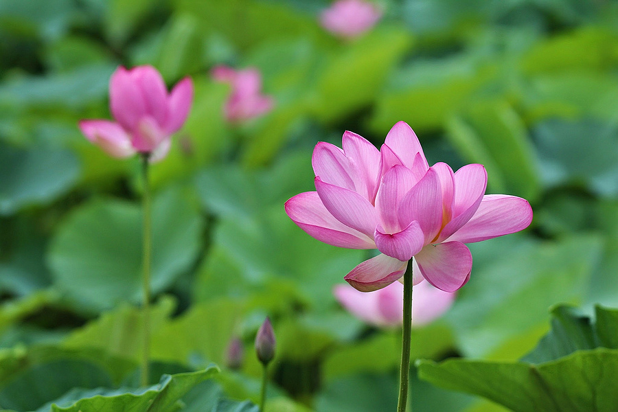 清水趙宅荷花_無忌痞客部落