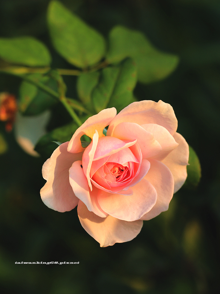 三義鄉玫瑰花園_wujipixnet 三義鄉玫瑰花園_wujipixnet