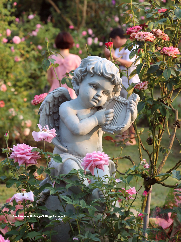 三義鄉玫瑰花園_wujipixnet 三義鄉玫瑰花園_wujipixnet
