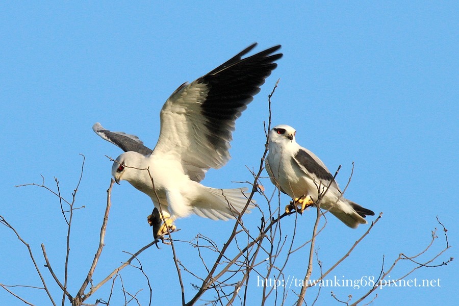 黑翅鳶_WUJIPIXNET