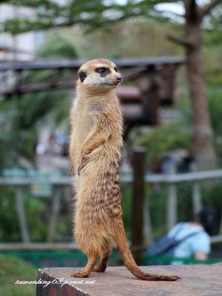 六福村野生動物園_wujipixnet