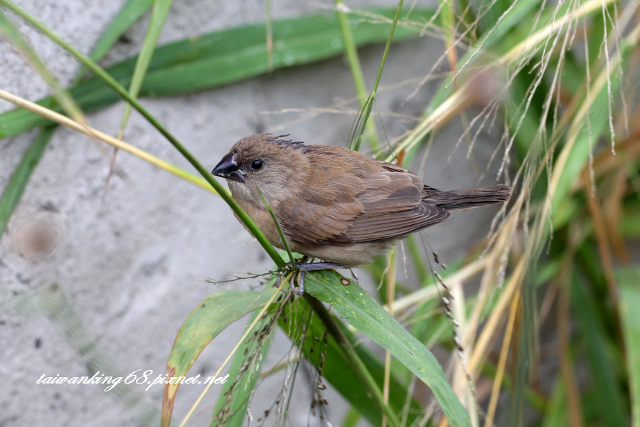 斑文鳥_WUJIPIXNET