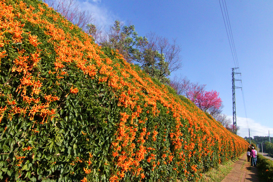 銅鑼炮仗花公路_WUJIPIXNET