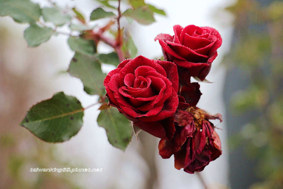 三義鄉雅聞香草植物園_20160220WUJIPIXNET 三義鄉雅聞香草植物園_20160220WUJIPIXNET