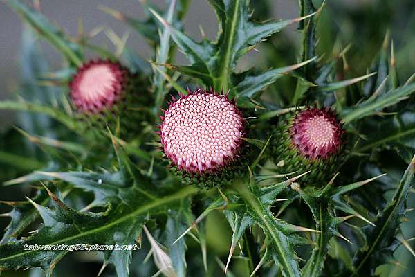 台灣國寶植物 南國薊 阿里山薊 玉山薊與塔塔加薊的區別 發現台灣之美 痞客邦