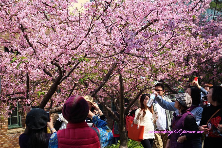 新竹公園的河津櫻_20160303WUJIPIXNET