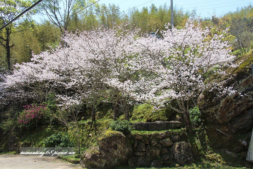 2016高山青農場 2016高山青農場