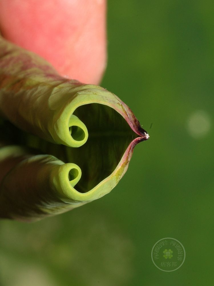 清水趙宅的荷花