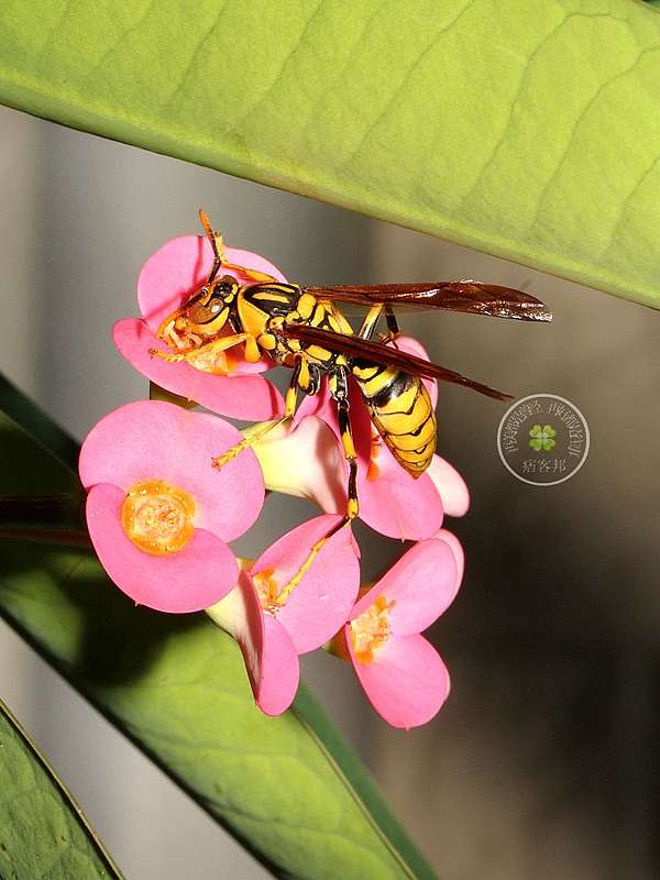 虎頭蜂u2013黃長腳蜂、泥壺蜂、中國大虎頭蜂@ 發現台灣之美:: 痞客邦::