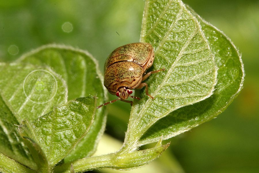 篩豆龜椿 發現台灣之美 痞客邦