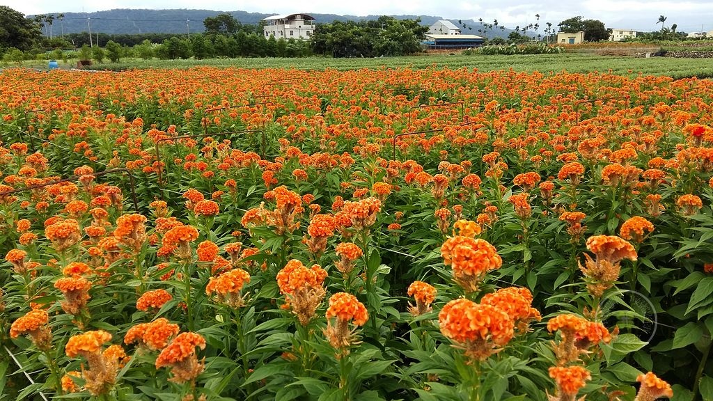 薑荷花