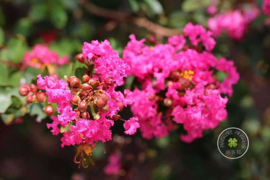 紫薇花 紫薇花