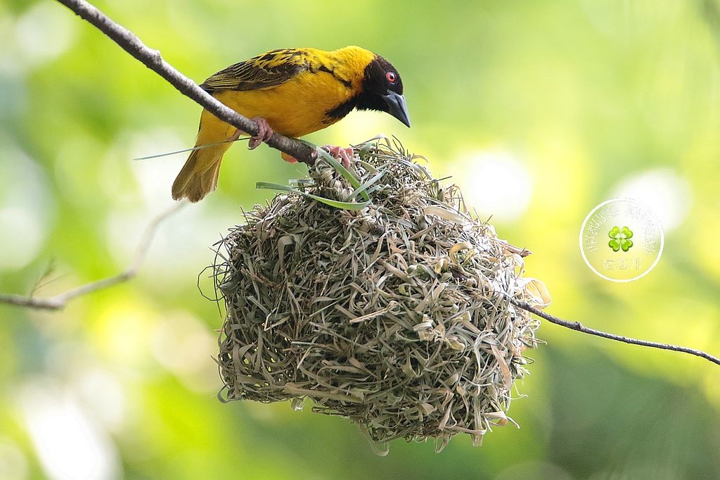 織布鳥