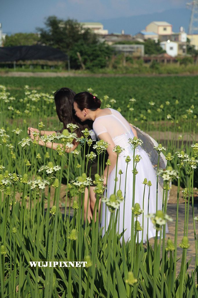 后里區百合節