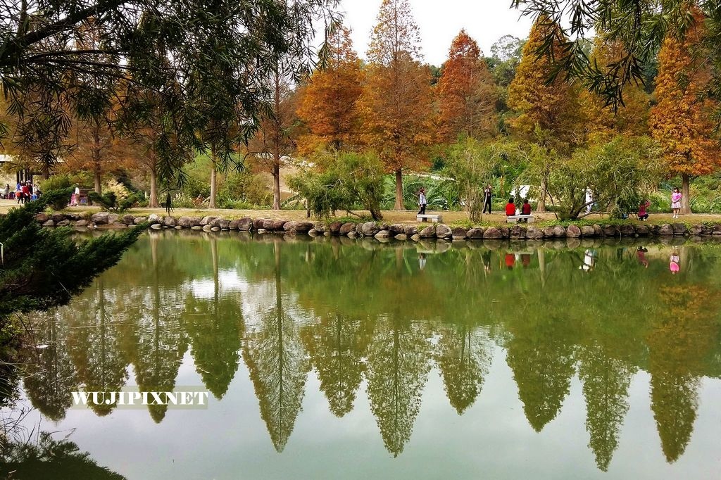 北埔六塘谷落羽松公園