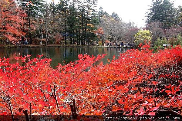 鏡湖紅葉