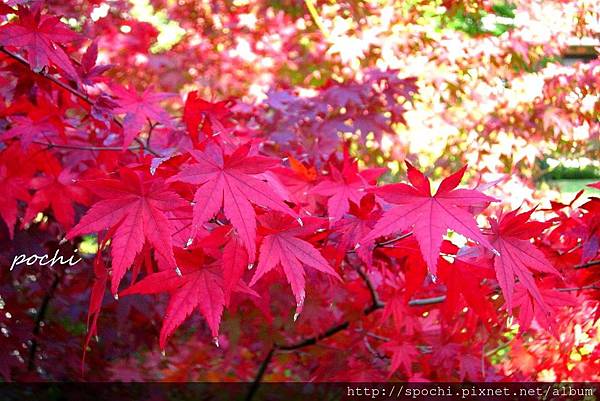 紅葉庭園