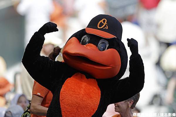 巴爾的摩金鶯 The Oriole Bird