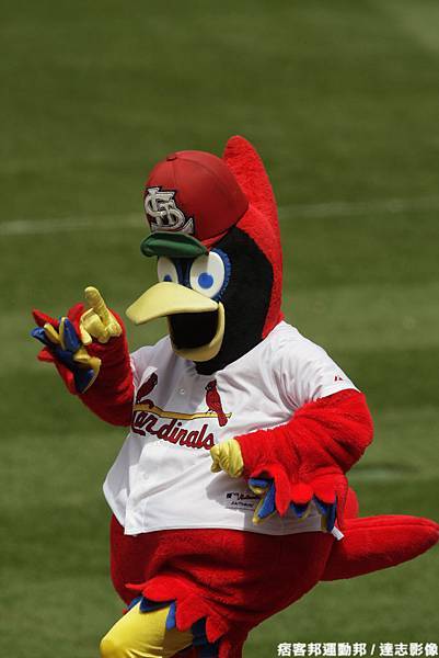 聖路易紅雀 Fredbird