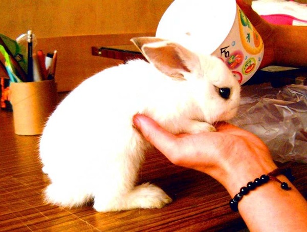 小歐兔吃豆花.JPG