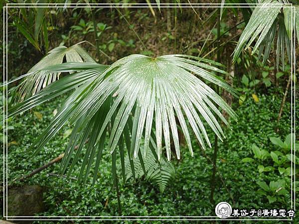 員旅-奮起湖11-5