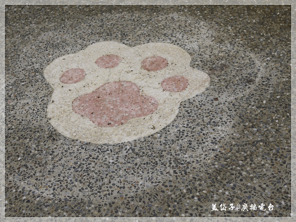 虎尾貓咪小學堂31.JPG