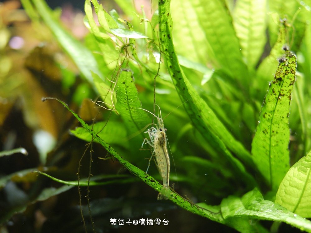 亞太水族館15.JPG