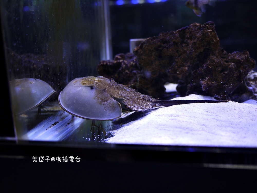 亞太水族館17.JPG