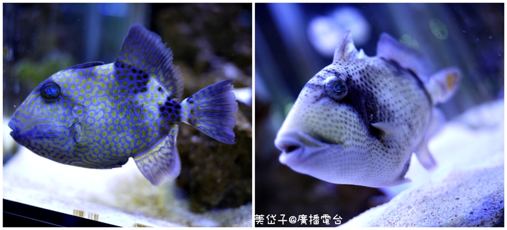 亞太水族館18.jpg