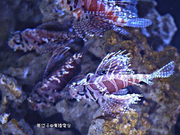 亞太水族館19.JPG