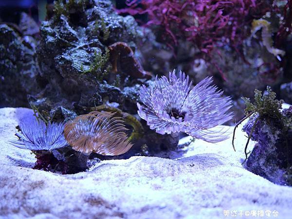 亞太水族館20.JPG