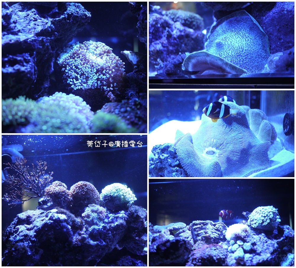 亞太水族館22.jpg