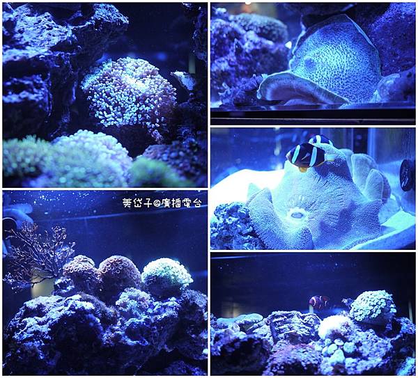 亞太水族館22.jpg