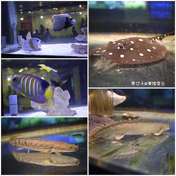 亞太水族館24.jpg