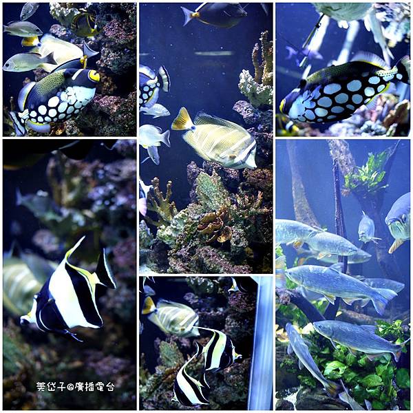 亞太水族館31.jpg