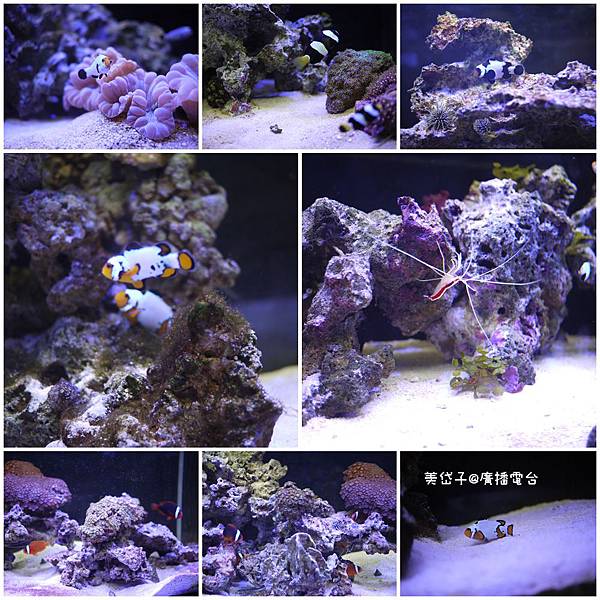 亞太水族館32.jpg