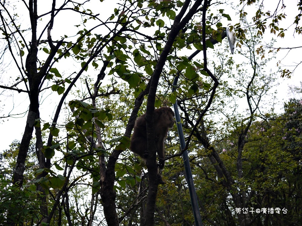 峨嵋山11.JPG 峨嵋山11.JPG